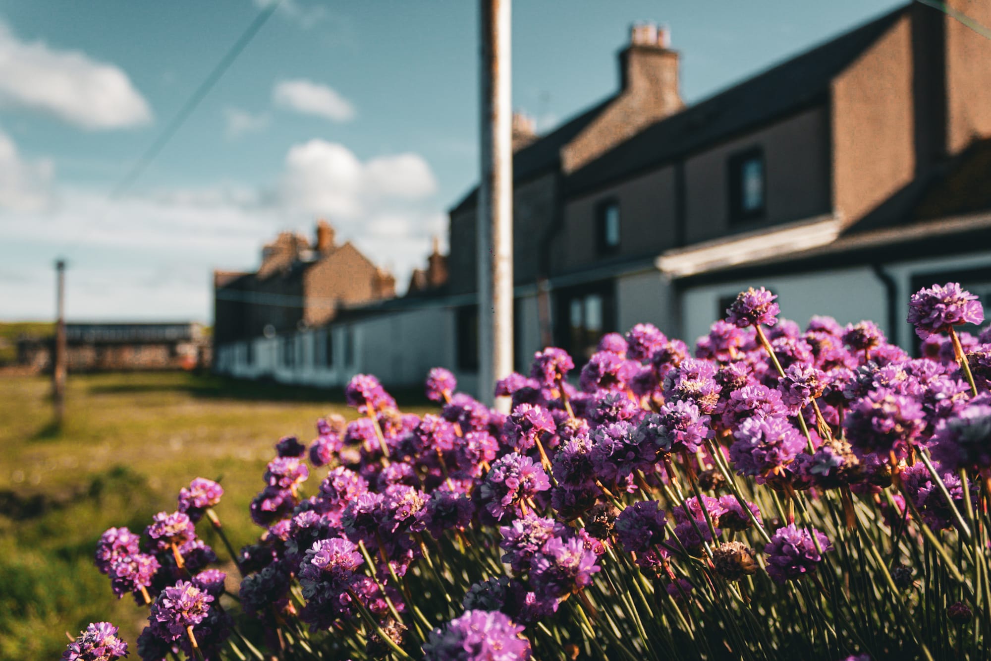 Close-up of vibrant purple flowers in Fittie, Aberdeen, with seaside houses and a grassy area in the background under a clear blue sky.
