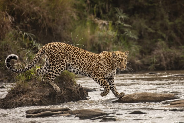 Witness the Wonders of Wildlife at Aberdeen Art Gallery’s New Exhibition
