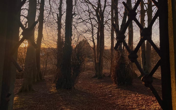 Sunset through bare winter trees, viewed partly through a wooden lattice | Photo by Julia Gunn